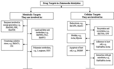 Revisiting Drug Development Against the Neglected Tropical Disease, Amebiasis